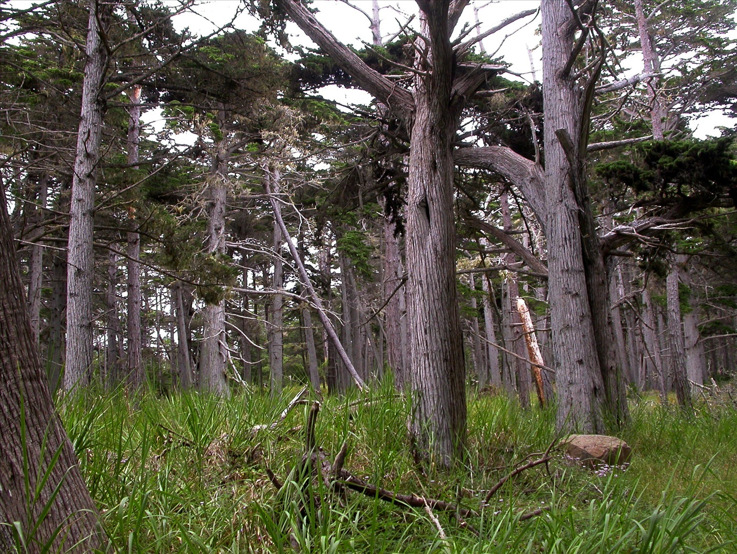 Définition Cyprès de Lambert Cupressus macrocarpa Cyprès de Monterey — free download
